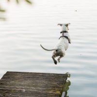 dog leaping - pet rescue Water safety competence
